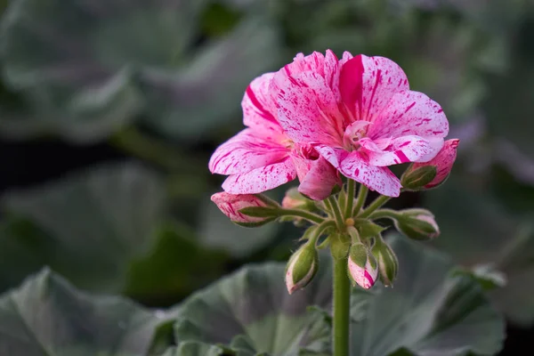 Geranio en flor en primavera —  Fotos de Stock