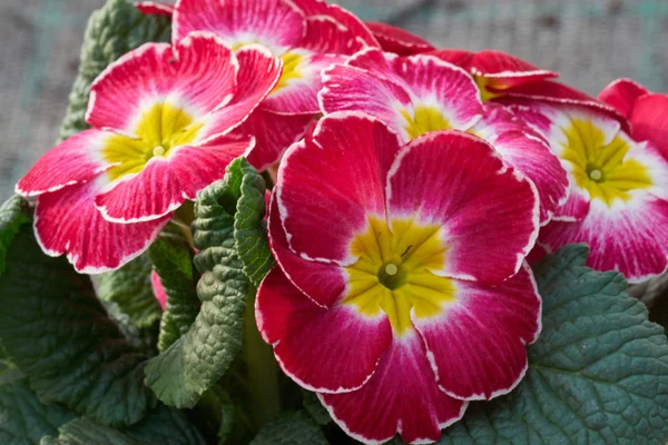 Bunte Primeln im Frühling — Stockfoto