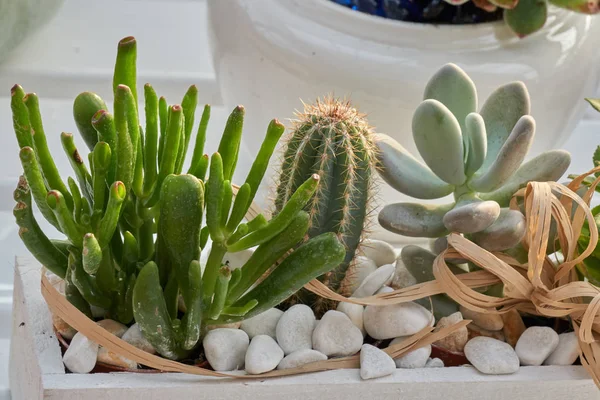 Planta suculenta en el jarrón para la decoración y presente — Foto de Stock