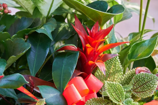 Guzmania lingulata no vaso — Fotografia de Stock