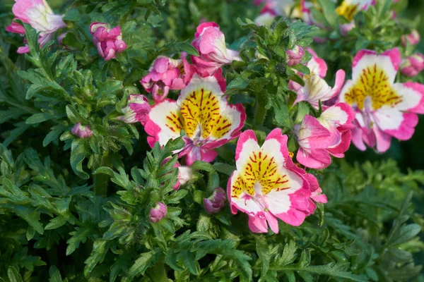 İlkbaharda çiçek schizanthus çiçek
