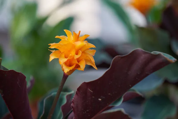 Flor de amaranto en flor en primavera — Foto de Stock