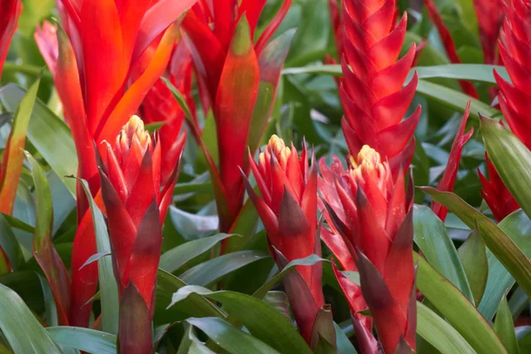 Vriesea carinata Blume in der Vase — Stockfoto