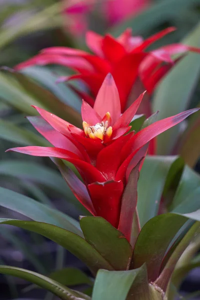 Guzmania lingulata a vázában — Stock Fotó