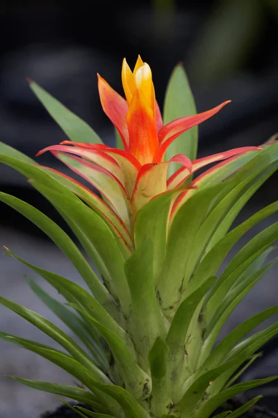 Cam vazo içinde sunulan guzmania lingulata — Stok fotoğraf