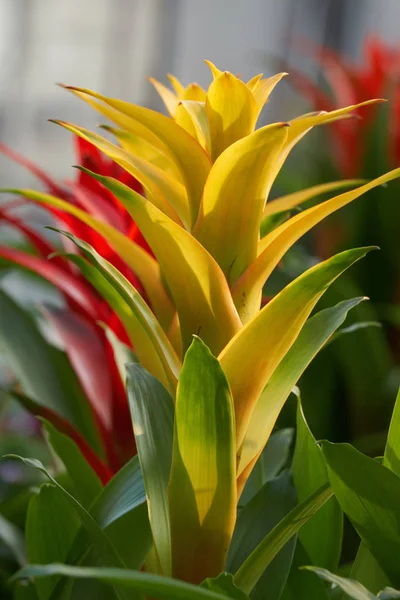 Guzmania lingulata no vaso — Fotografia de Stock