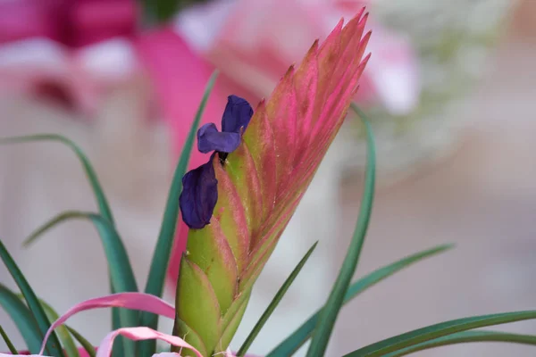 Vriesea carinata blomma i vasen — Stockfoto