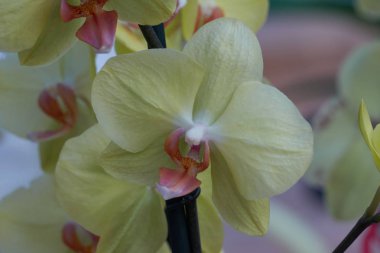 Orkide çiçek hediye için