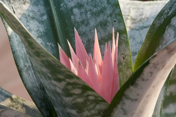 Růžový aechmea rozkvetlý květ ve váze — Stock fotografie