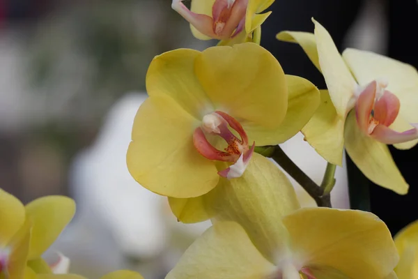 Orquídea en flor para presente —  Fotos de Stock
