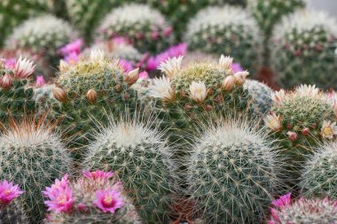 etli bitki vazo süsleme ve hediye için