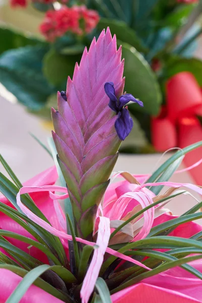 Vriesea carinata Blume in der Vase — Stockfoto