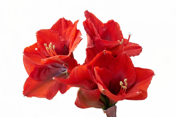 Amaryllis vermelho na flor — Fotografia de Stock