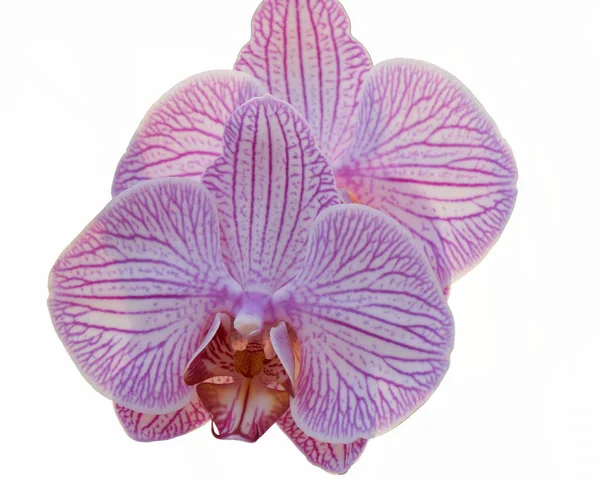 Orchidée en fleur pour l'instant — Photo