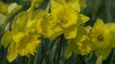 Nergis çiçek bahar bahçe