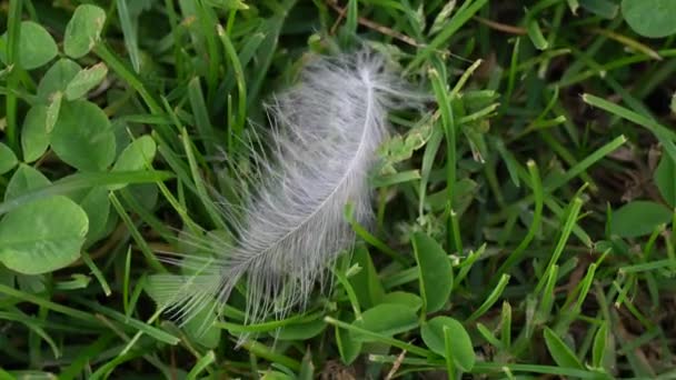 Plume blanche de l'oiseau sur la pelouse d'herbe — Video