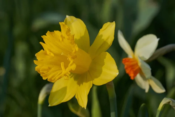 Narzissen blühen im Frühling im Garten — Stockfoto