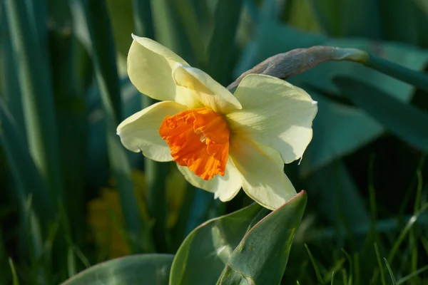 Narzissen blühen im Frühling im Garten — Stockfoto