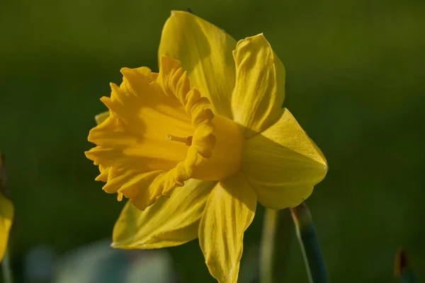 Narzissen blühen im Frühling im Garten — Stockfoto