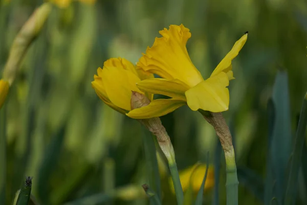 Narzissen blühen im Frühling im Garten — Stockfoto