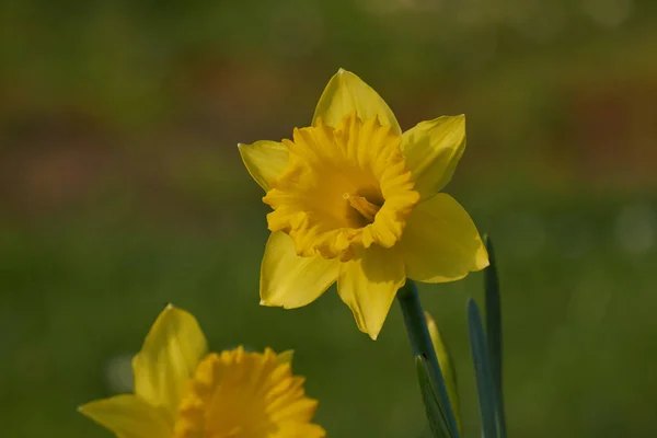 春の庭の水仙花 — ストック写真