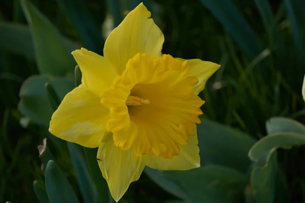 Narzissen blühen im Frühling im Garten — Stockfoto