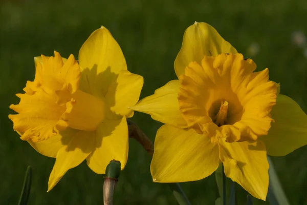 Narzissen blühen im Frühling im Garten — Stockfoto