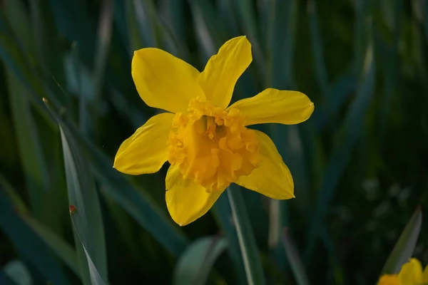 Narcisos florescem na primavera no jardim — Fotografia de Stock