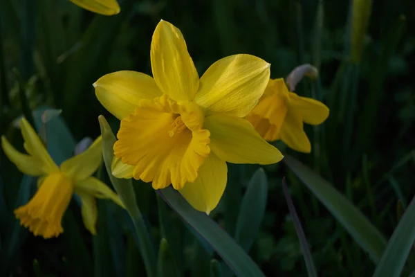 Narzissen blühen im Frühling im Garten — Stockfoto