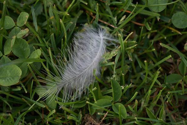 White feather of the bird on the grass lawn — Stock Photo, Image