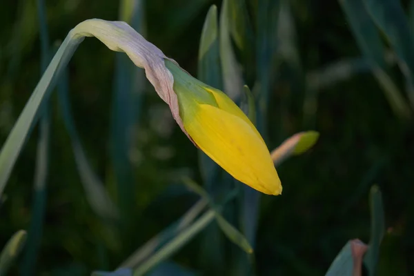 Narzissenblüte im Frühling im Garten — Stockfoto