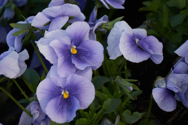 Violet fleuri dans la ville frontalière — Photo