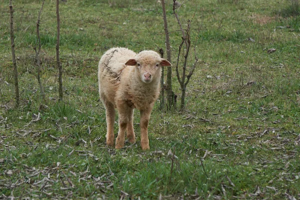 ファームの子羊 — ストック写真