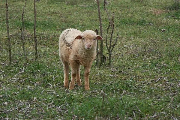 Lamm auf dem Bauernhof — Stockfoto