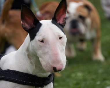 Boğa korkunç köpek