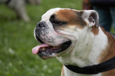 şirin bulldog Park
