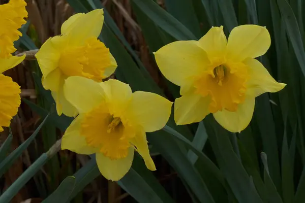 Daffodils bloom in spring in the garden — Stock Photo, Image