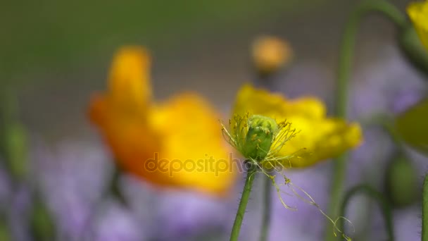 黄枯罂粟在花园里 — 图库视频影像