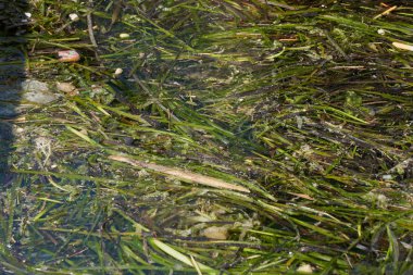 kirliliği ve deniz otu