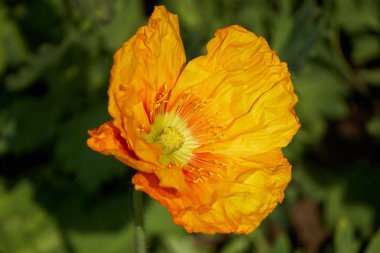 bahçede sarı haşhaş