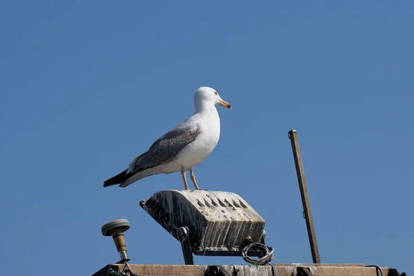 Seagull on boat at sea — Stock Photo, Image