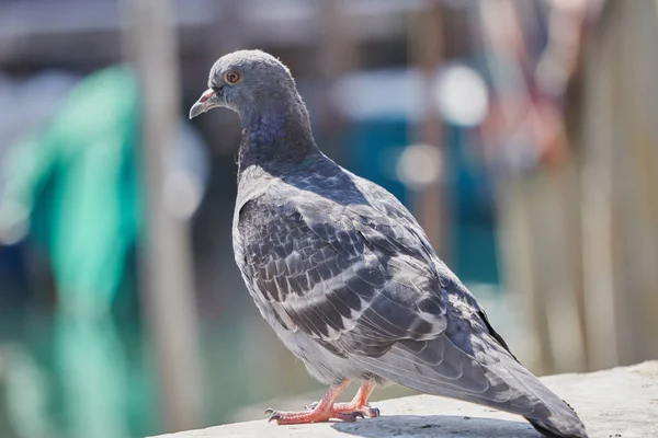Cute pigeon on wall — Stock Photo, Image
