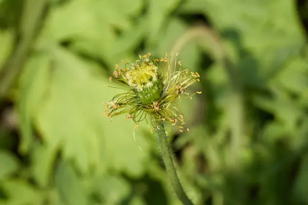 Gelber Mohn im Garten — Stockfoto