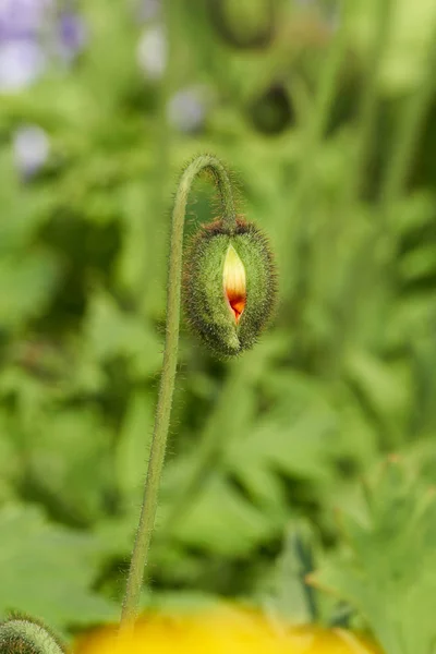 Brote de amapola en primavera en el jardín — Foto de Stock