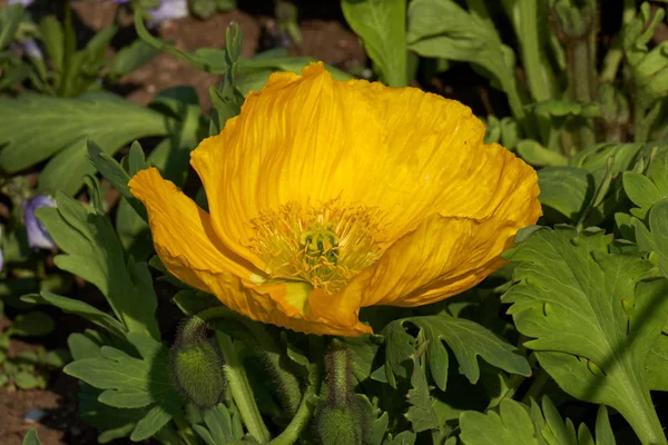 Amapola amarilla en el jardín —  Fotos de Stock