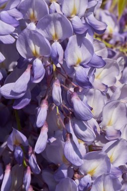Wisteria bahçede çiçek