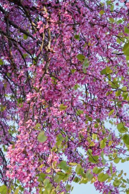 Erguvan siliquastrum bahçede çiçek
