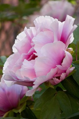 Bahçede pembe şakayık