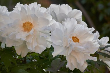 bahar beyaz şakayık