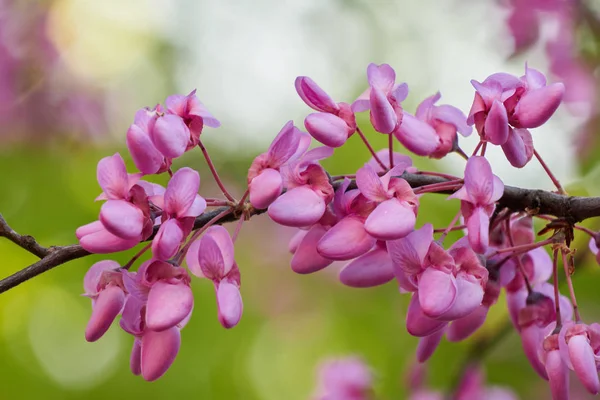 Redbud siliquastrum en flor en el jardín — Foto de Stock